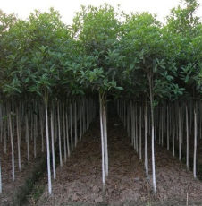 郴州市苏仙区展望苗木种植专业合作社-