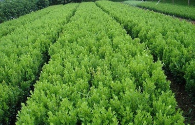 青州绿化苗木价格,种植基地 青州万美花卉苗木种植场