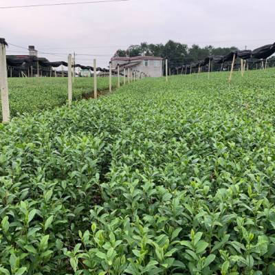 景德镇市一年生茶苗种植技巧-茶叶苗木,一年生茶苗